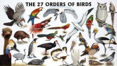 27 Orders of Birds